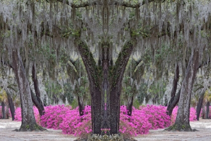 Picture of LIVE OAK TREES DRAPED IN SPANISH MOSS AND AZALEAS IN FULL BLOOM IN SPRING-BONAVENTURE CEMETERY