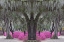 Picture of LIVE OAK TREES DRAPED IN SPANISH MOSS AND AZALEAS IN FULL BLOOM IN SPRING-BONAVENTURE CEMETERY