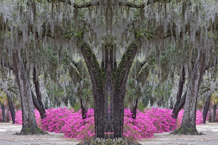 Picture of LIVE OAK TREES DRAPED IN SPANISH MOSS AND AZALEAS IN FULL BLOOM IN SPRING-BONAVENTURE CEMETERY