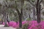 Picture of LIVE OAK TREES DRAPED IN SPANISH MOSS AND AZALEAS IN FULL BLOOM IN SPRING-BONAVENTURE CEMETERY