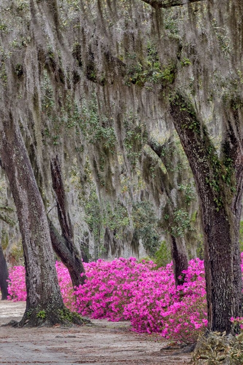 Picture of BONAVENTURE CEMETERY-GEORGIA-SAVANNAH