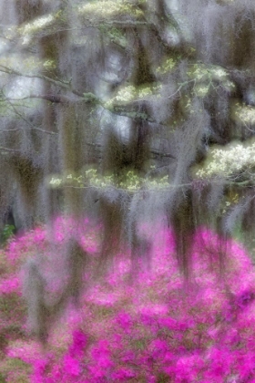 Picture of SOFT FOCUS VIEW OF FLOWERING DOGWOOD TREES AND AZALEAS IN FULL BLOOM IN SPRING-BONAVENTURE CEMETERY
