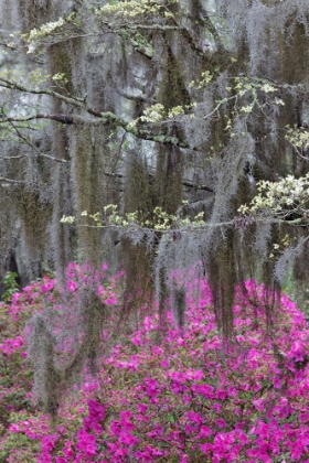 Picture of FLOWERING DOGWOOD TREES AND AZALEAS IN FULL BLOOM IN SPRING-BONAVENTURE CEMETERY-SAVANNAH-GEORGIA