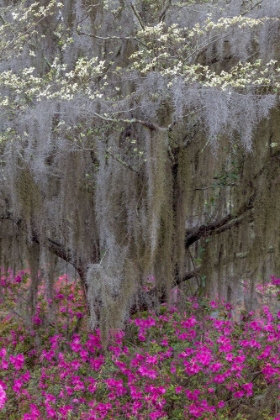 Picture of FLOWERING DOGWOOD TREES AND AZALEAS IN FULL BLOOM IN SPRING-BONAVENTURE CEMETERY-SAVANNAH-GEORGIA