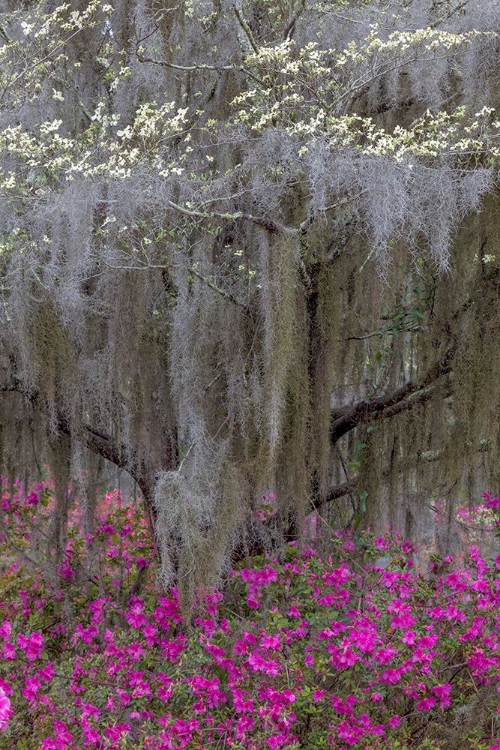 Picture of FLOWERING DOGWOOD TREES AND AZALEAS IN FULL BLOOM IN SPRING-BONAVENTURE CEMETERY-SAVANNAH-GEORGIA