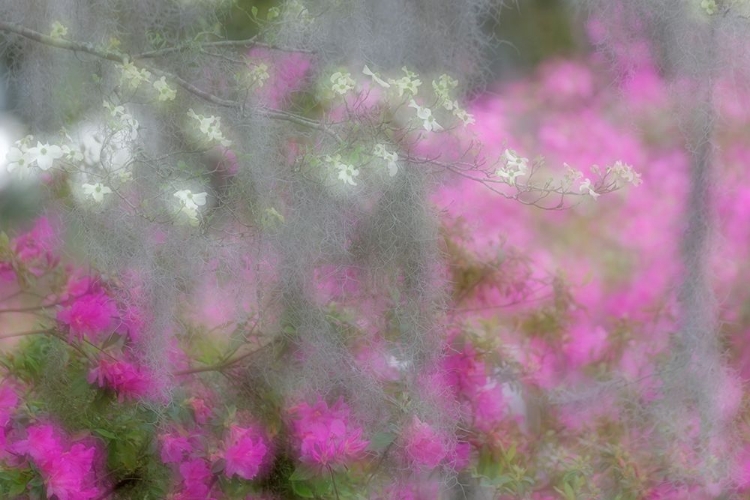 Picture of SOFT FOCUS VIEW OF FLOWERING DOGWOOD TREES AND AZALEAS IN FULL BLOOM IN SPRING-BONAVENTURE CEMETERY