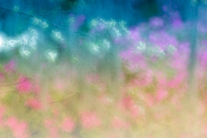 Picture of SOFT FOCUS VIEW OF FLOWERING DOGWOOD TREES AND AZALEAS IN FULL BLOOM IN SPRING-BONAVENTURE CEMETERY