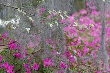 Picture of FLOWERING DOGWOOD TREES AND AZALEAS IN FULL BLOOM IN SPRING-BONAVENTURE CEMETERY-SAVANNAH-GEORGIA