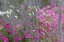 Picture of FLOWERING DOGWOOD TREES AND AZALEAS IN FULL BLOOM IN SPRING-BONAVENTURE CEMETERY-SAVANNAH-GEORGIA