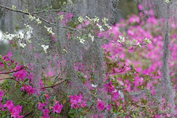 Picture of FLOWERING DOGWOOD TREES AND AZALEAS IN FULL BLOOM IN SPRING-BONAVENTURE CEMETERY-SAVANNAH-GEORGIA