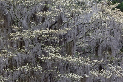 Picture of FLOWERING DOGWOOD TREES IN FULL BLOOM IN SPRING-BONAVENTURE CEMETERY-SAVANNAH-GEORGIA