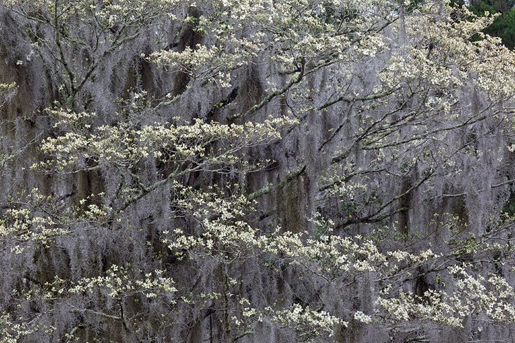 Picture of FLOWERING DOGWOOD TREES IN FULL BLOOM IN SPRING-BONAVENTURE CEMETERY-SAVANNAH-GEORGIA