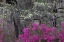 Picture of FLOWERING DOGWOOD TREES AND AZALEAS IN FULL BLOOM IN SPRING-BONAVENTURE CEMETERY-SAVANNAH-GEORGIA