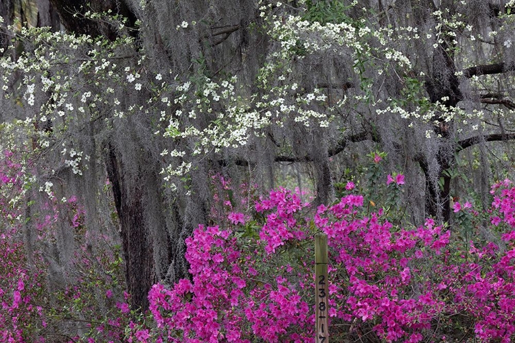 Picture of FLOWERING DOGWOOD TREES AND AZALEAS IN FULL BLOOM IN SPRING-BONAVENTURE CEMETERY-SAVANNAH-GEORGIA