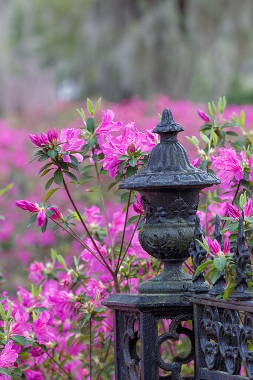 Picture of IRON FENCE AND AZALEAS IN FULL BLOOM-BONAVENTURE CEMETERY-SAVANNAH-GEORGIA