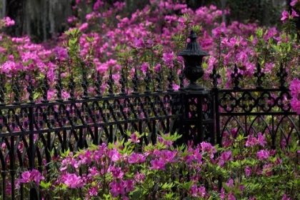 Picture of IRON FENCE AND AZALEAS IN FULL BLOOM-BONAVENTURE CEMETERY-SAVANNAH-GEORGIA