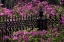 Picture of IRON FENCE AND AZALEAS IN FULL BLOOM-BONAVENTURE CEMETERY-SAVANNAH-GEORGIA