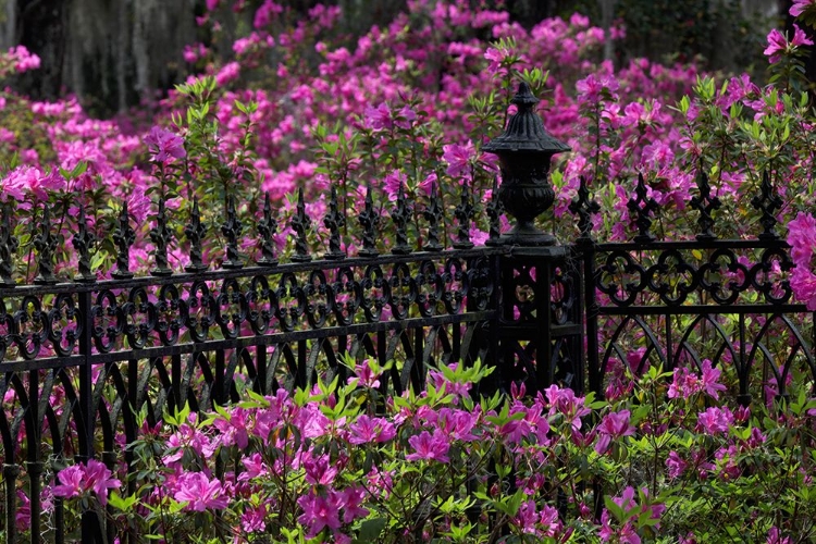 Picture of IRON FENCE AND AZALEAS IN FULL BLOOM-BONAVENTURE CEMETERY-SAVANNAH-GEORGIA