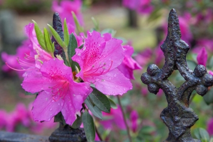 Picture of IRON FENCE AND AZALEAS IN FULL BLOOM-BONAVENTURE CEMETERY-SAVANNAH-GEORGIA