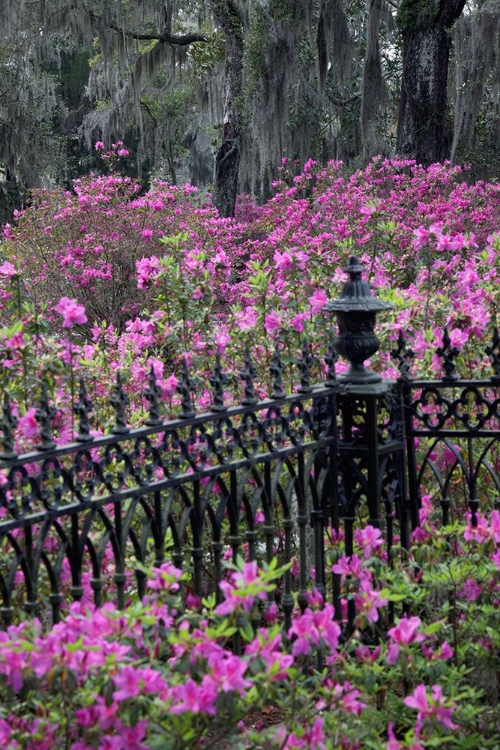 Picture of IRON FENCE AND AZALEAS IN FULL BLOOM-BONAVENTURE CEMETERY-SAVANNAH-GEORGIA