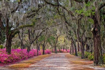 Picture of RURAL ROAD WITH AZALEAS AND LIVE OAKS LINING ROADWAY-BONAVENTURE CEMETERY-SAVANNAH-GEORGIA