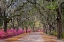 Picture of RURAL ROAD WITH AZALEAS AND LIVE OAKS LINING ROADWAY-BONAVENTURE CEMETERY-SAVANNAH-GEORGIA