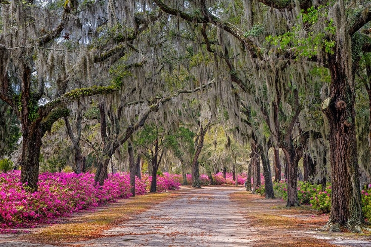 Picture of RURAL ROAD WITH AZALEAS AND LIVE OAKS LINING ROADWAY-BONAVENTURE CEMETERY-SAVANNAH-GEORGIA