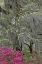 Picture of FLOWERING DOGWOOD TREES AND AZALEAS IN FULL BLOOM IN SPRING-BONAVENTURE CEMETERY-SAVANNAH-GEORGIA