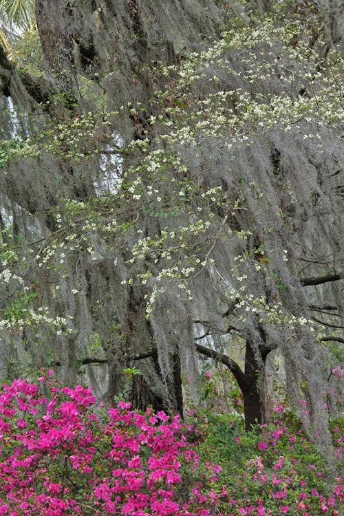 Picture of FLOWERING DOGWOOD TREES AND AZALEAS IN FULL BLOOM IN SPRING-BONAVENTURE CEMETERY-SAVANNAH-GEORGIA