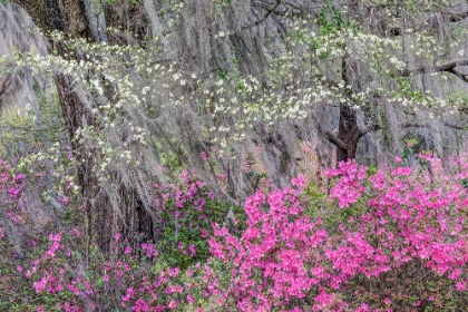 Picture of FLOWERING DOGWOOD TREES AND AZALEAS IN FULL BLOOM IN SPRING-BONAVENTURE CEMETERY-SAVANNAH-GEORGIA