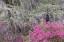 Picture of FLOWERING DOGWOOD TREES AND AZALEAS IN FULL BLOOM IN SPRING-BONAVENTURE CEMETERY-SAVANNAH-GEORGIA