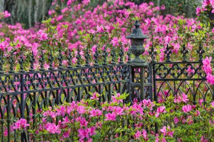 Picture of IRON FENCE AND AZALEAS IN FULL BLOOM-BONAVENTURE CEMETERY-SAVANNAH-GEORGIA