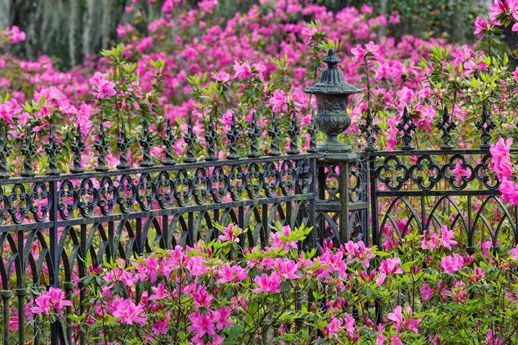 Picture of IRON FENCE AND AZALEAS IN FULL BLOOM-BONAVENTURE CEMETERY-SAVANNAH-GEORGIA