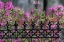Picture of IRON FENCE AND AZALEAS IN FULL BLOOM-BONAVENTURE CEMETERY-SAVANNAH-GEORGIA
