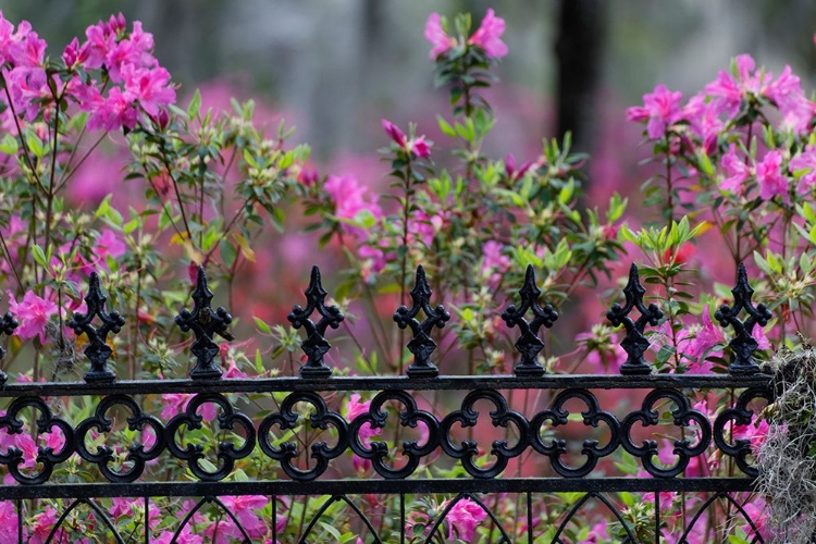 Picture of IRON FENCE AND AZALEAS IN FULL BLOOM-BONAVENTURE CEMETERY-SAVANNAH-GEORGIA