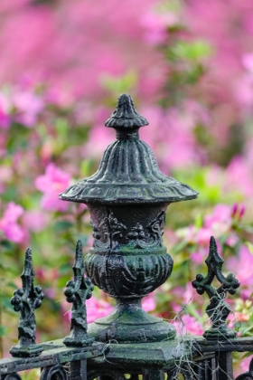 Picture of IRON FENCE AND AZALEAS IN FULL BLOOM-BONAVENTURE CEMETERY-SAVANNAH-GEORGIA