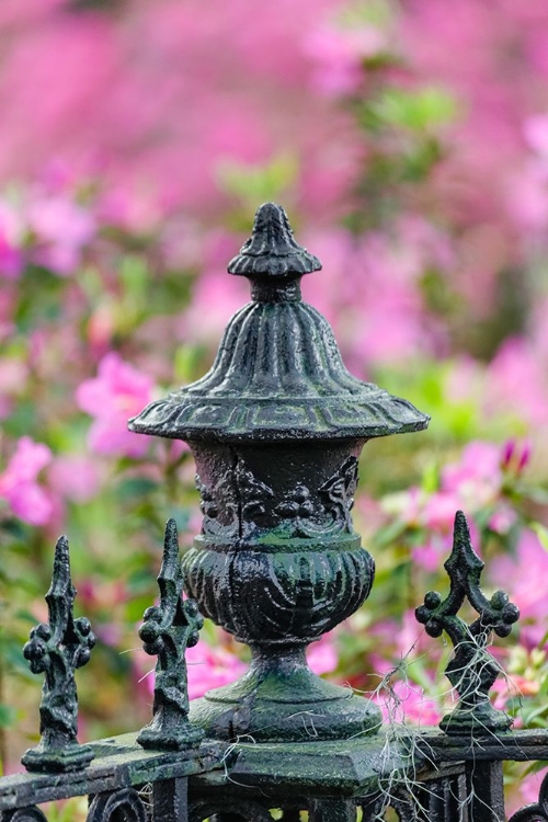 Picture of IRON FENCE AND AZALEAS IN FULL BLOOM-BONAVENTURE CEMETERY-SAVANNAH-GEORGIA