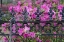 Picture of IRON FENCE AND AZALEAS IN FULL BLOOM-BONAVENTURE CEMETERY-SAVANNAH-GEORGIA
