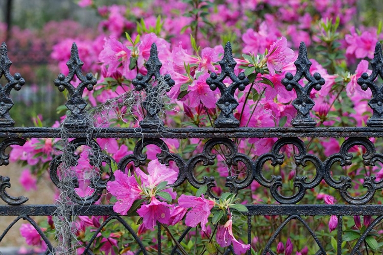 Picture of IRON FENCE AND AZALEAS IN FULL BLOOM-BONAVENTURE CEMETERY-SAVANNAH-GEORGIA