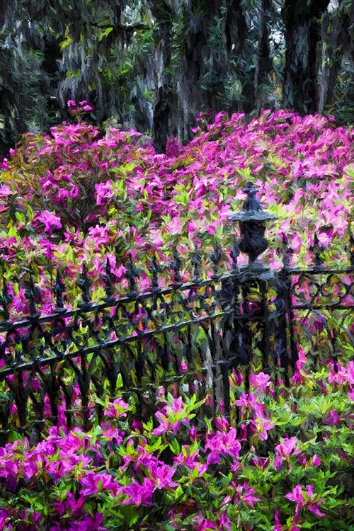 Picture of WROUGHT IRON FENCE AND AZALEAS IN FULL BLOOM-BONAVENTURE CEMETERY-SAVANNAH-GEORGIA