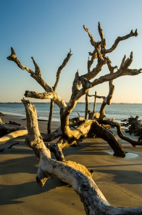 Picture of USA-JEKYLL ISLAND