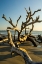 Picture of USA-JEKYLL ISLAND