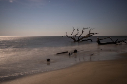 Picture of USA-GEORGIA-JEKYLL ISLAND-SUNSET AT DRIFTWOOD BEACH AND THE PETRIFIED TREES