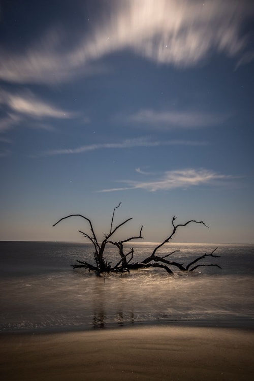 Picture of USA-GEORGIA-JEKYLL ISLAND-SUNSET AT DRIFTWOOD BEACH AND THE PETRIFIED TREES