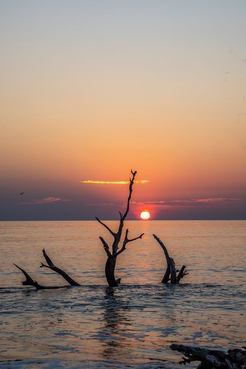 Picture of USA-GEORGIA-JEKYLL ISLAND-SUNRISE ON DRIFTWOOD BEACH OF PETRIFIED TREES