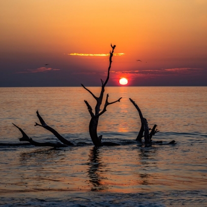 Picture of USA-GEORGIA-JEKYLL ISLAND-SUNRISE ON DRIFTWOOD BEACH OF PETRIFIED TREES