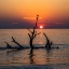 Picture of USA-GEORGIA-JEKYLL ISLAND-SUNRISE ON DRIFTWOOD BEACH OF PETRIFIED TREES