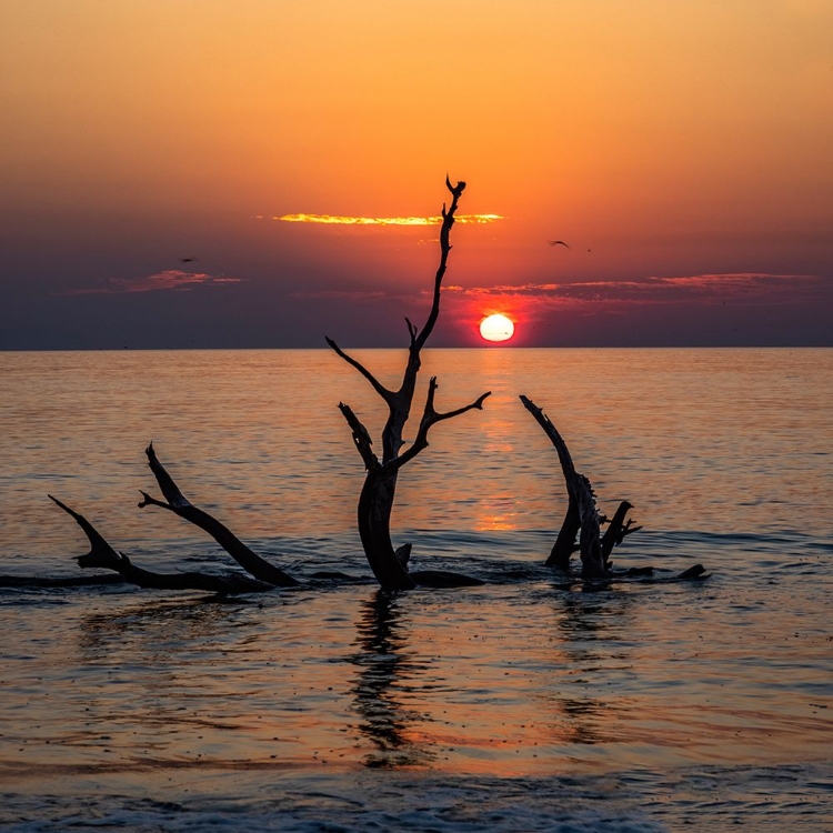 Picture of USA-GEORGIA-JEKYLL ISLAND-SUNRISE ON DRIFTWOOD BEACH OF PETRIFIED TREES