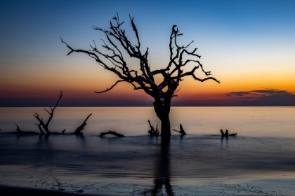 Picture of USA-GEORGIA-JEKYLL ISLAND-SUNRISE ON DRIFTWOOD BEACH OF PETRIFIED TREES
