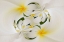 Picture of PLUMERIAS A GENUS OF FLOWERING PLANTS IN THE DOGBANE FAMILY-MAUI-HAWAII